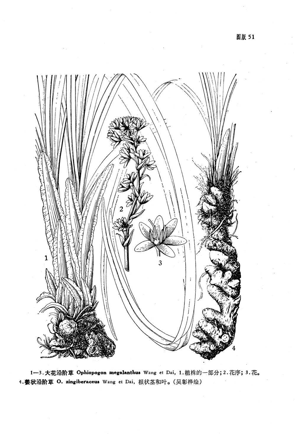  p>大花沿阶草(学名: i>ophiopogon megalanthus wang et dai /i>),为