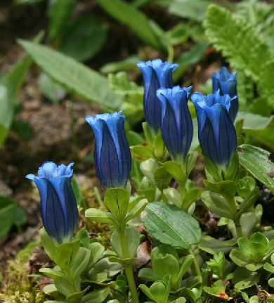  p>叶萼龙胆( i>gentiana phyllocalyx /i> c. b.