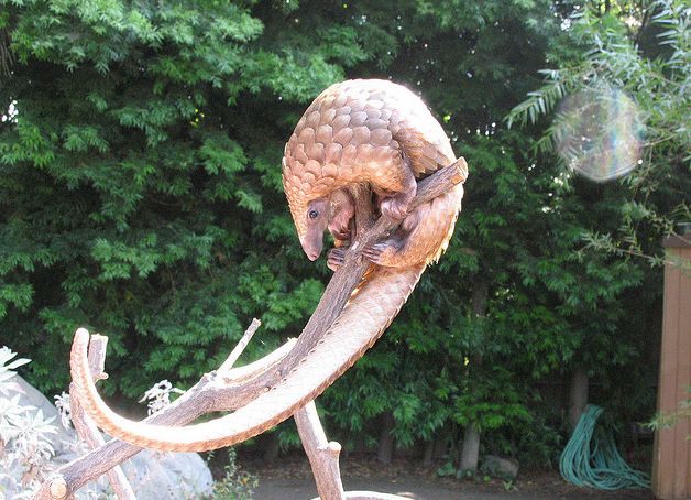  p> a href="#" data-lemmaid="10424729">树穿山甲 /a>(manis