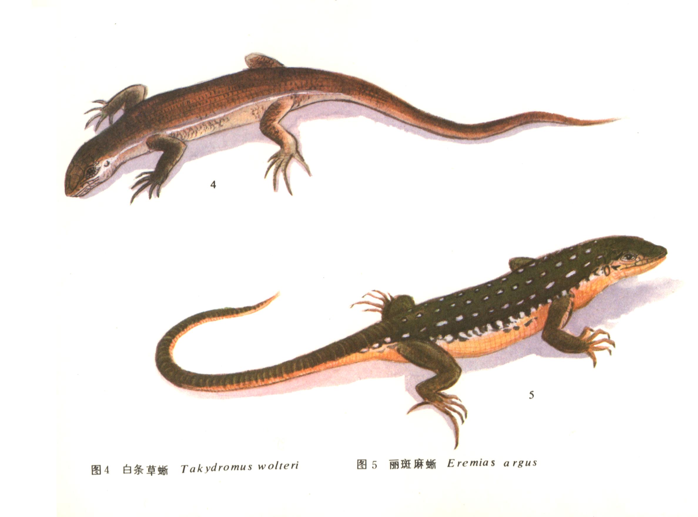  p>丽斑麻蜥(学名: i>eremias argus /i>),是蜥蜴科,麻蜥属动物.