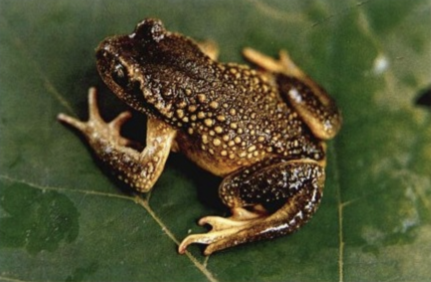  p>西藏齿突蟾(学名: i>scutiger boulengeri /i>)是角蟾科,齿突蟾属