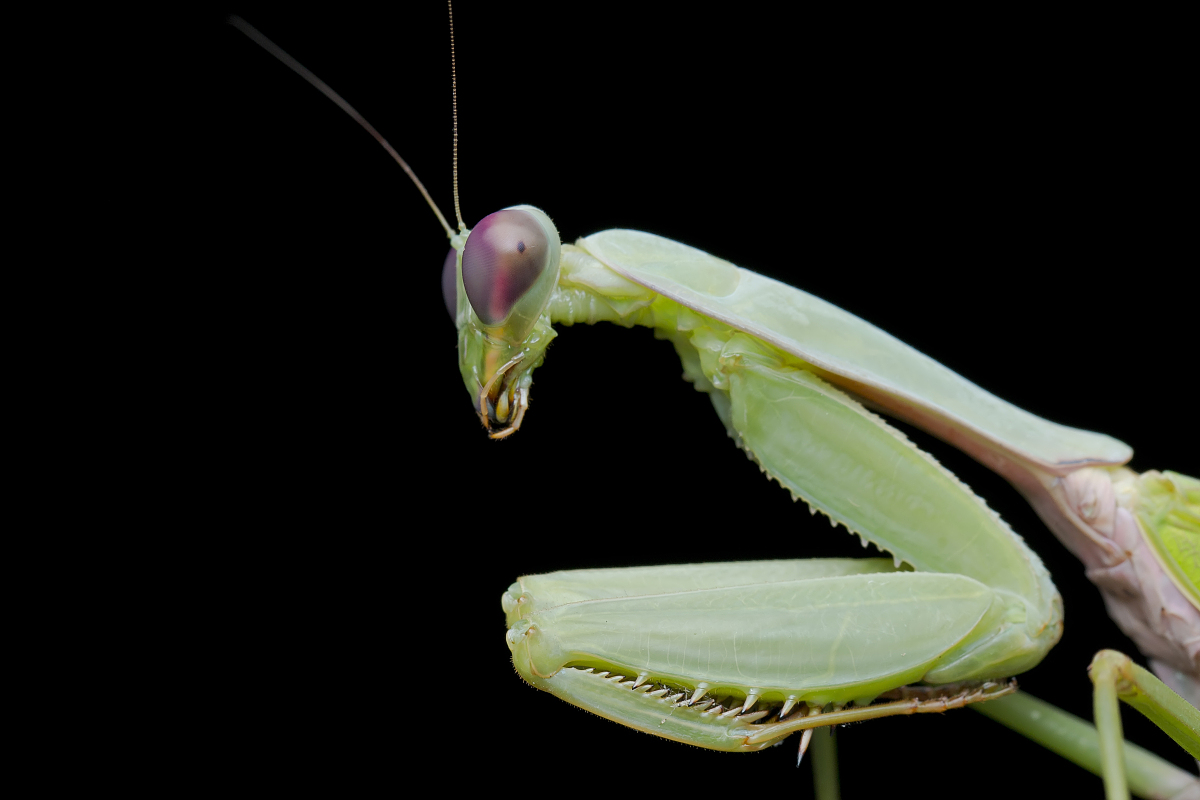  p>绿巨螳,学名sphodromantis,雌性体长6--10cm ,雄性比雌性小一些,体