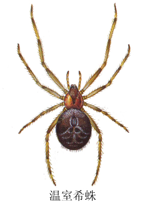 温室希蛛