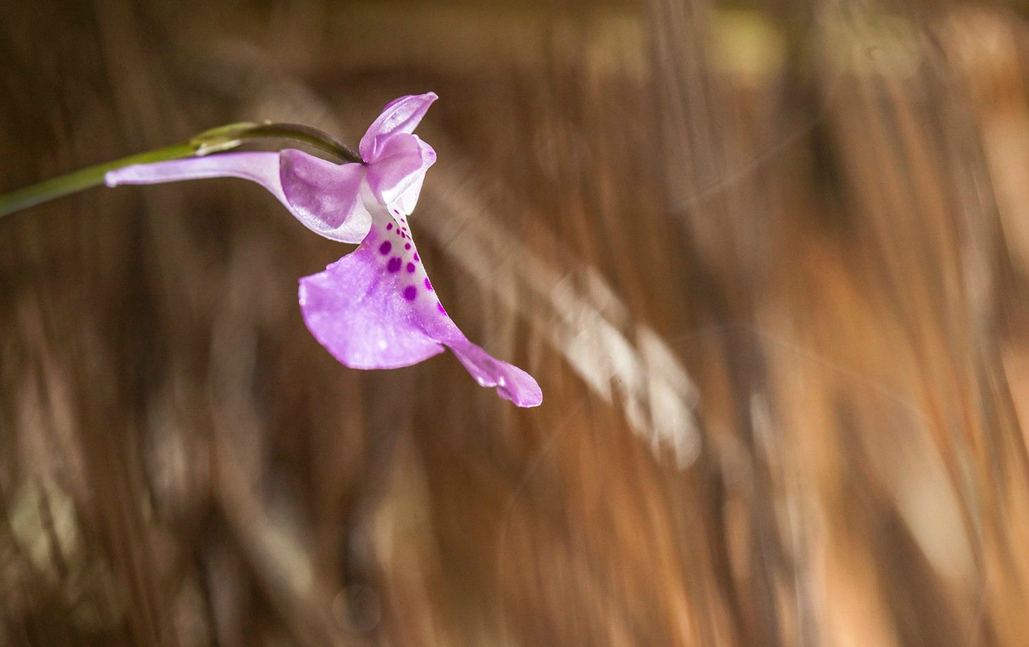  p>无柱兰属是 a target="_blank" href="/item/被子植物门/229000"