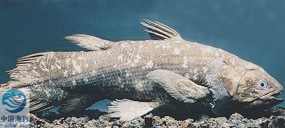  p>矛尾鱼(学名:latimeria chalumnae)体长2米,是腔棘鱼目矛尾鱼科的