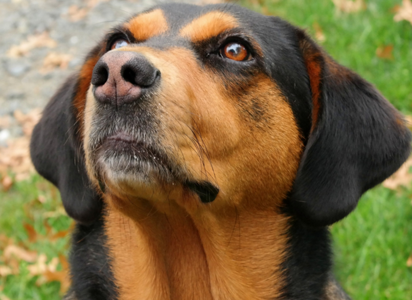 英国猎浣熊犬