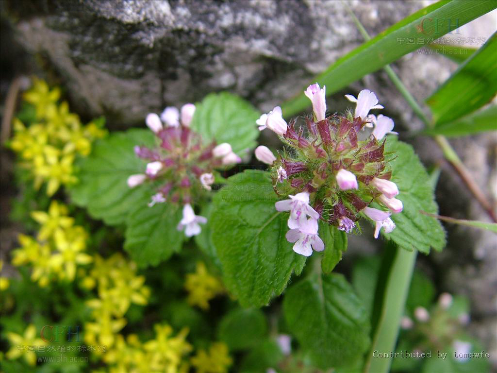 寸金草(原变种)