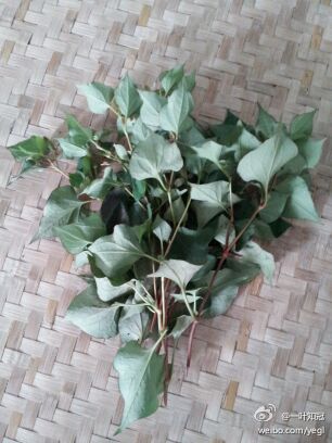 红心草