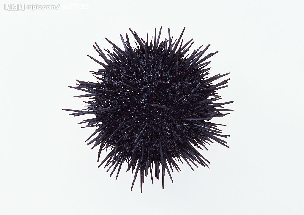  p>圆形并且微扁的介壳是由5对窄小步带骨板柱和5对宽阔的步带区间