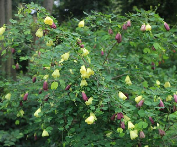  p>黄花羊蹄甲(学名: i>bauhinia tomentosa /i> l.