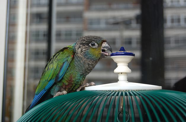 绯红腹锥尾鹦鹉