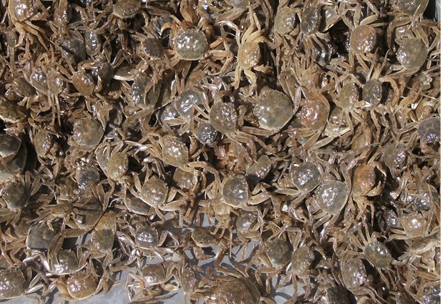 data-id="gnbvu15pix">盘锦河蟹, a target="_blank" href="/item