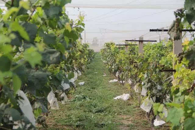  p>葡香园位于临清市市区东部,温泉路东首北侧,建于2001年,占地面积20