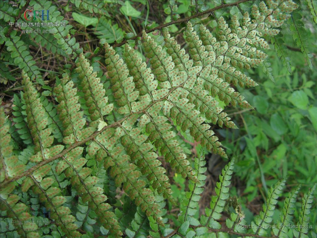 大叶山鸡尾巴草