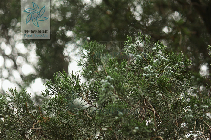  p>翠柏属(学名: i>calocedrus /i>):是 a href="#" data-lemmaid="