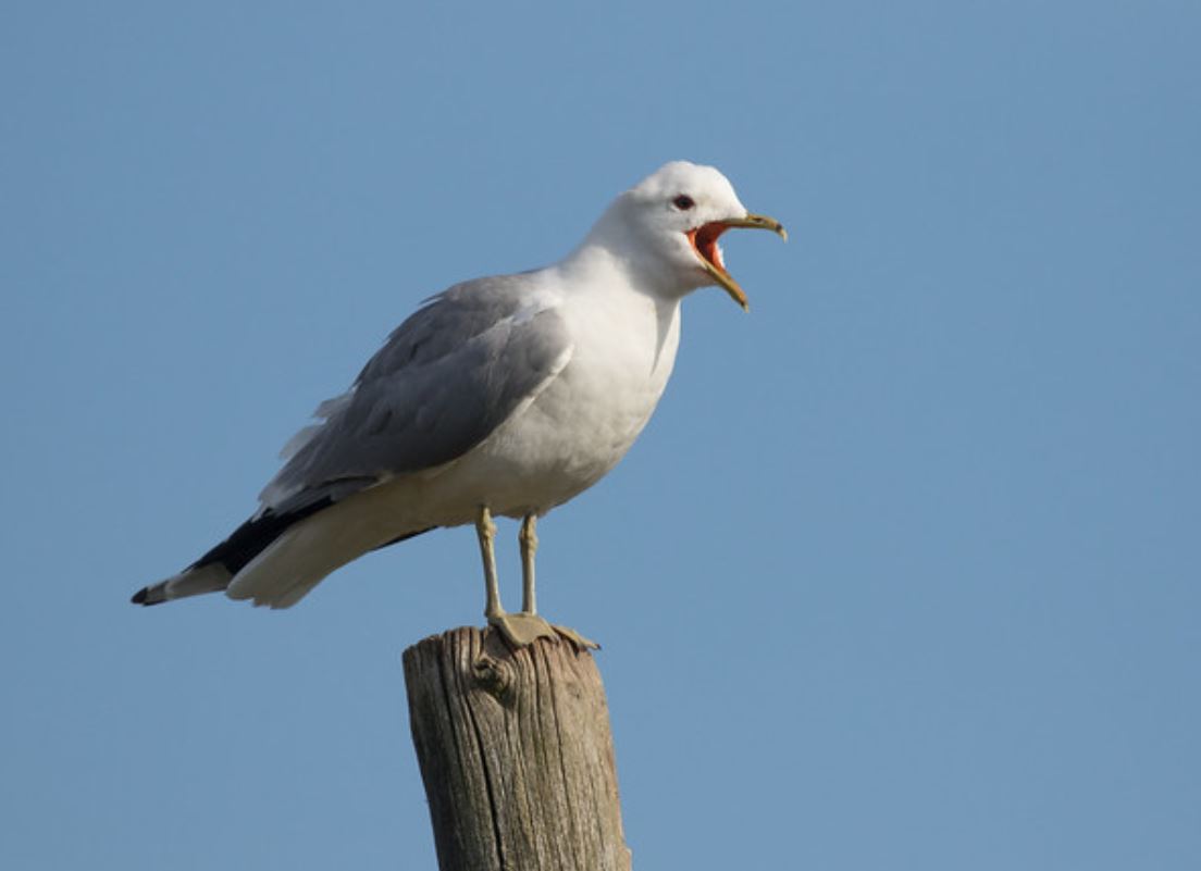  p>海鸥(学名: i>larus canus /i>):是鸻形目,鸥科,鸥属的一种中等