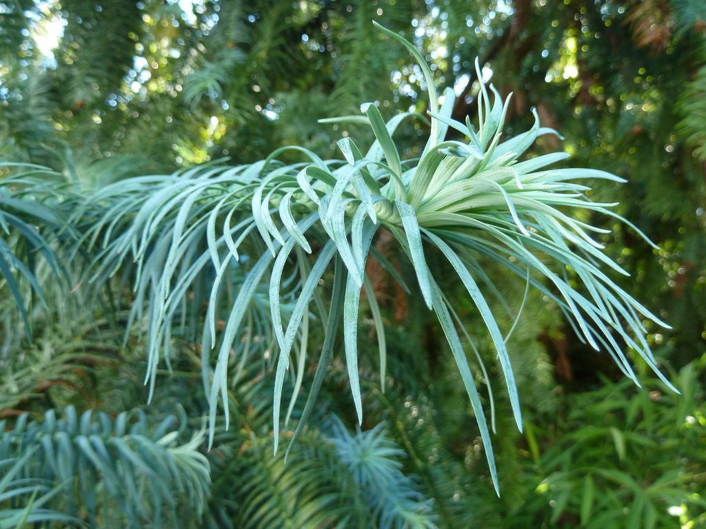  p>灰叶杉木(学名: i>cunninghamia lanceolata  /i>(lamb.) hook.