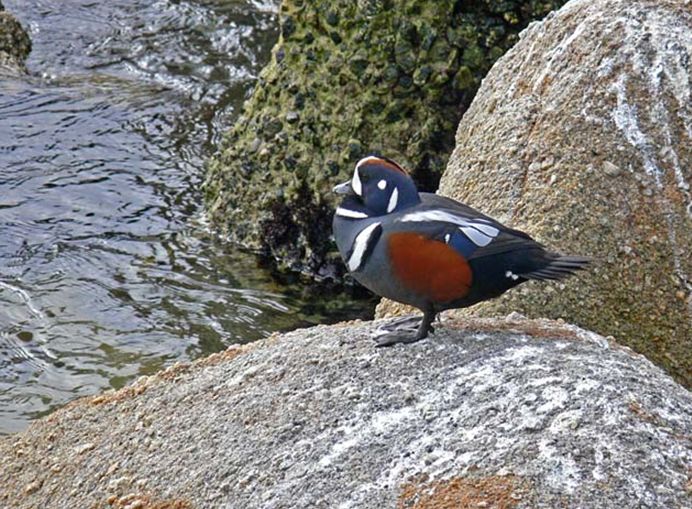 histrionicus histrionicus