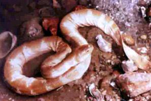 澳洲艾基特林海蛇