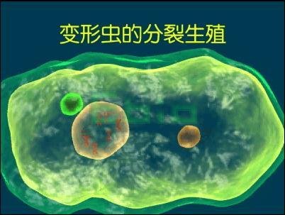 变形虫是变形目变形科变形虫属单细胞动物