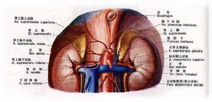 data-lemmaid="1921845">内分泌 /a>系统,解剖学术语,简称内分泌系统