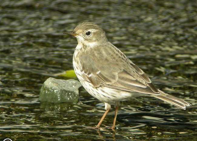  p>黄腹鹨日本亚种(学名:anthus rubescens japonicus)是 a target="