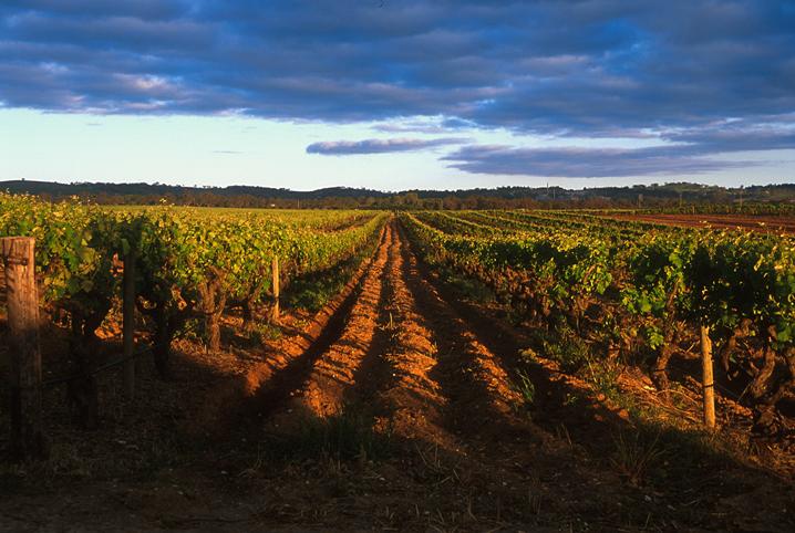  p data-id="gnwwoubb8y">巴罗萨谷位于南澳大利