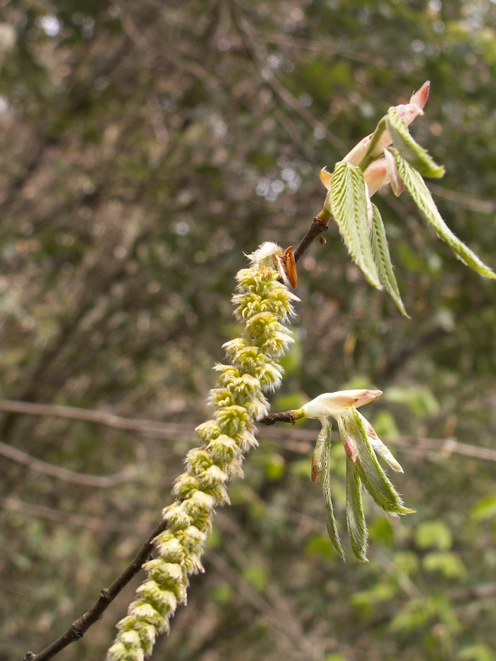  p>鹅耳枥属(学名:carpinus linn.