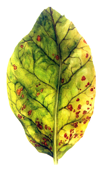  p data-id="gnbk55le0s">烟草赤星病在山东俗称"红斑",河南,安徽