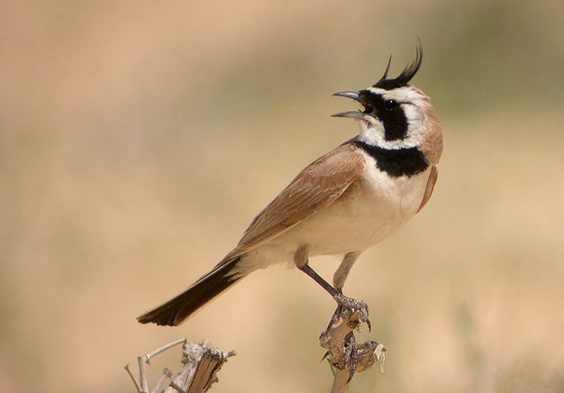 角百灵属(学名:eremophila)的 a href="#" data-lemmaid="278334">