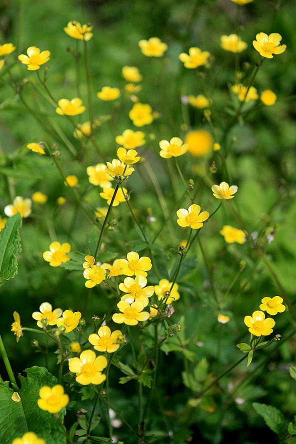 p>高原毛茛(学名:ranunculaceae)是毛茛科毛茛属植物.多年生草本.