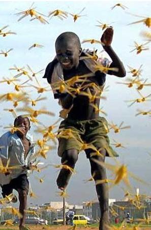  /p> p>2020年以来,从非洲到南亚,沙漠蝗虫灾害侵袭全球多地.2020年