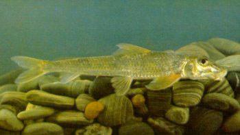  p>蛇鮈为栖息于江河,湖泊中的中下层小型鱼类,喜生活于缓水沙底处体