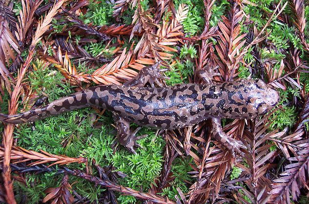 pacific giant salamander
