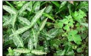  p data-id="gnwut0a9ll">富宁藤( i>parepig