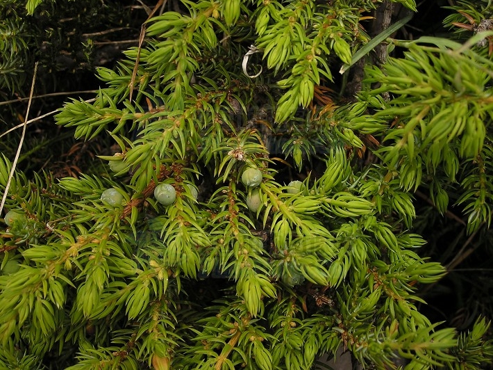 为高山上部的水土保持树种,是 a>松衫纲 /a>,柏科,刺柏属的一种匐匐