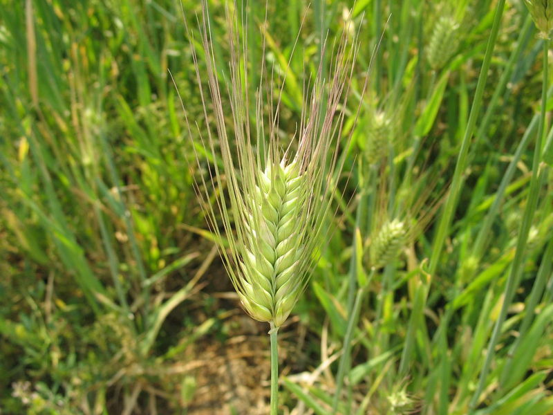  p data-id="gocpaff0wl">青稞( i>hordeum vulgare /i> var.