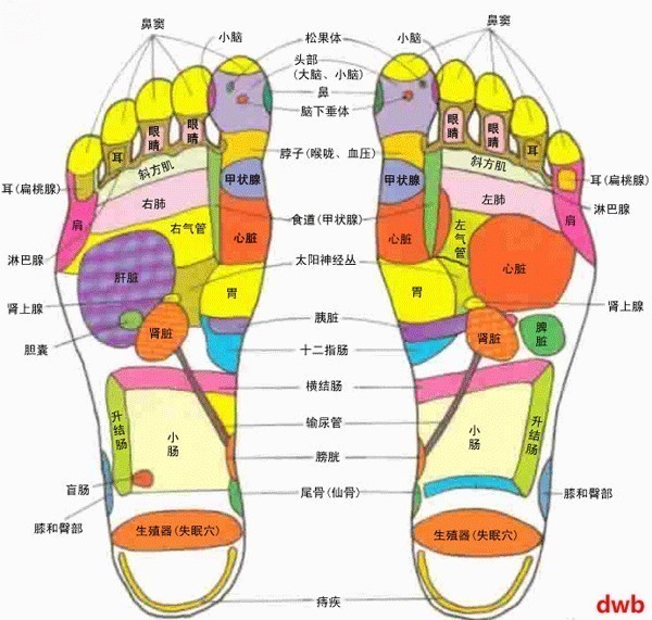 target="_blank" href="/item/人体">人体 /a>经络线上特殊的点区部位