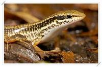 sphenomorphus incognitus