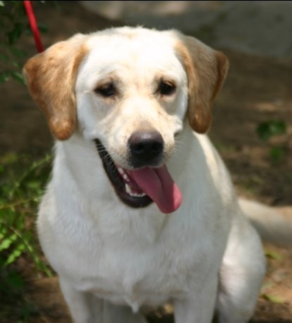  p> a target="_blank" href="/item/拉布拉多/4152961" data-lemmaid