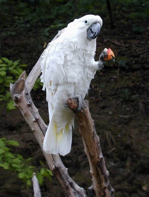  p>白凤头鹦鹉(学名: i>cacatua alba /i>)是鹦形目凤头鹦鹉科的 a
