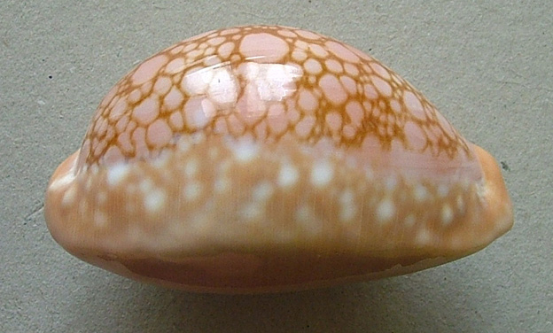  p>红牡丹宝螺(学名:lyncina broderipii broderipii)是腹足钢宝螺科