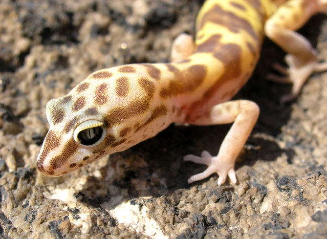  p>带斑壁虎(学名: i>coleonyx variegatus /i>):体长10-15厘米,吻长