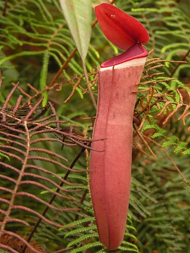  p>白环猪笼草是一种原产于婆罗洲,马来半岛和苏门答腊的热带藤本食虫