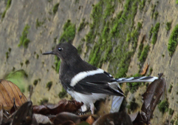  p>白额燕尾苏门答腊亚种(学名:enicurus leschenaulti chaseni)属