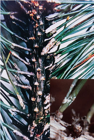  p>松突圆蚧( i>hemiberlesia pitysophila /i> takagi)是 a href="#"