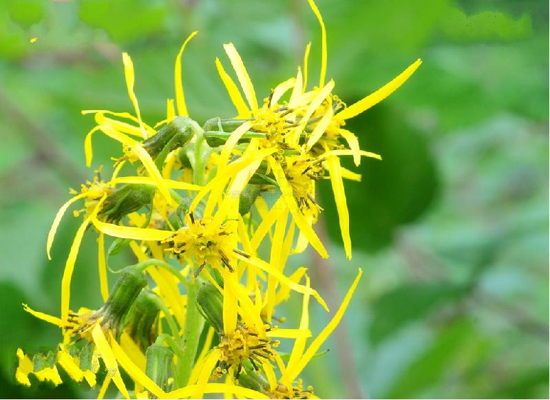 舌状花黄色,舌片线形;管状花多数,冠毛淡黄色与花冠管部等长.