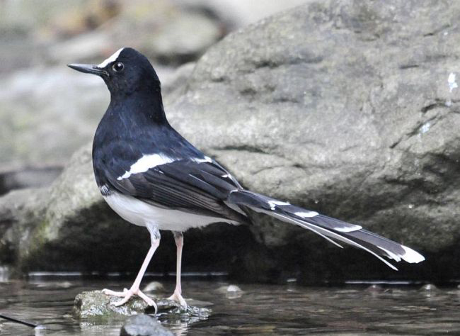  p>白额燕尾中国亚种(学名:enicurus leschenaulti sinensis)中型鸟类