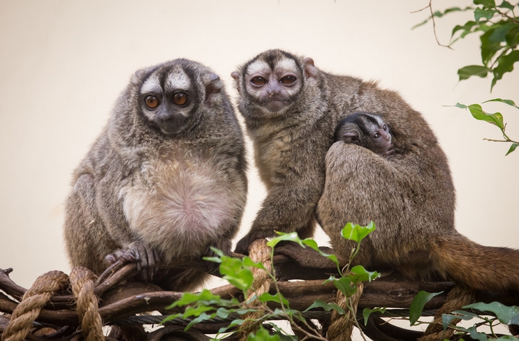  p>夜猴(学名: i>aotus trivirgatus /i>):体长240-370毫米,尾长316