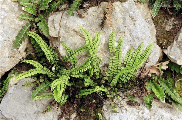 asplenium trichomanes l. sp.